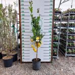  Citrónovník (Citrus limon) ´MEYERI´ - výška 140-150 cm, obvod kmeňa 4/6 cm, kont. C10L